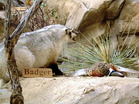 Cabela's - Dundee, MI - Badger