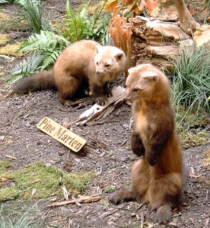 Pine Marten