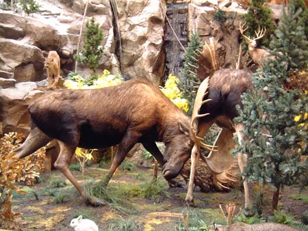 Canada Moose