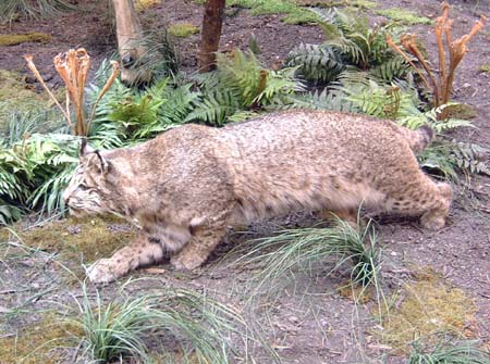 Bobcat