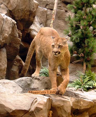 Mountain Lion