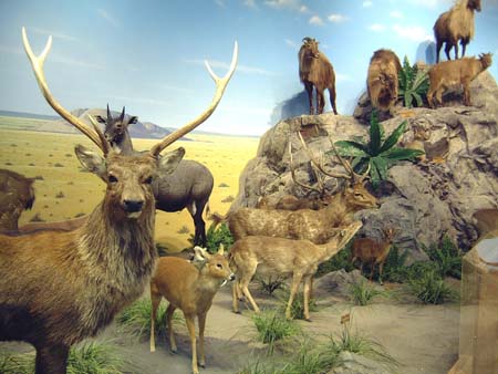 Cabela's - African Wildlife Diorama 
