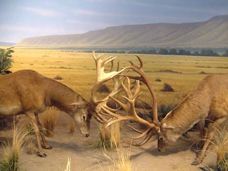 Cabela's - African Wildlife Diorama 