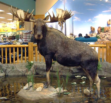 Alaska, Yukon Moose