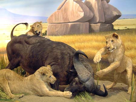 Cabela's - African Wildlife Diorama - African Lions/Buffalo