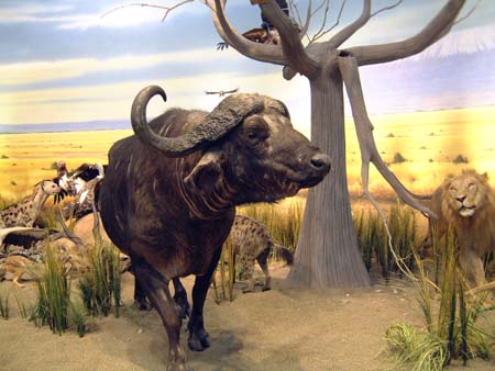 Cabela's - African Wildlife Diorama
