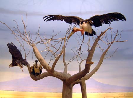 Cabela's - African Wildlife Diorama - Vultures