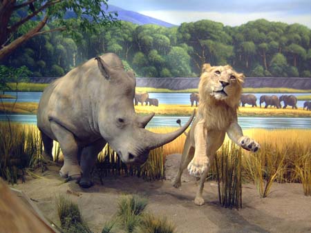 Cabela's - African Wildlife Diorama - Rhinoceros/Lion