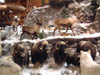 Caribou