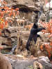 Black Bear