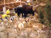 Bison