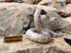 Diamondback Rattlesnake
