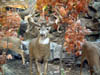Antelope