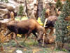 Canada Moose