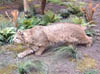 Bobcat