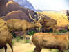Saurbar Deer