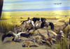 White-Backed Vulture/Hyena/Jackal