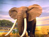 African Elephant