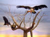 Vultures