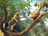 Leopard/Baboon